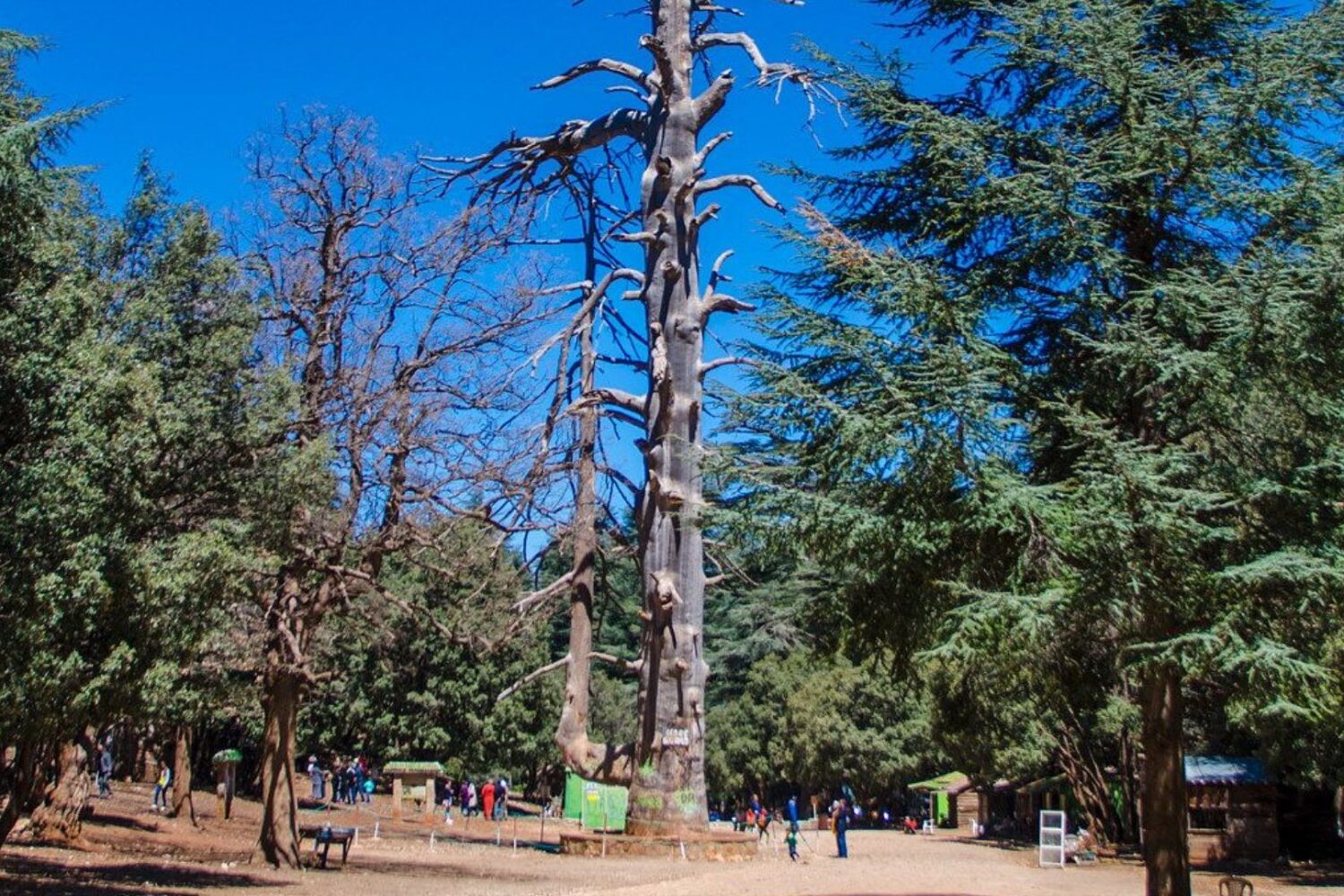 Fez To Cedar Forest