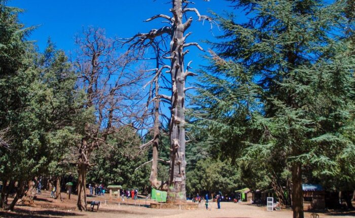 Fez To Cedar Forest