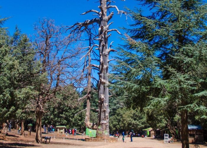 Fez To Cedar Forest